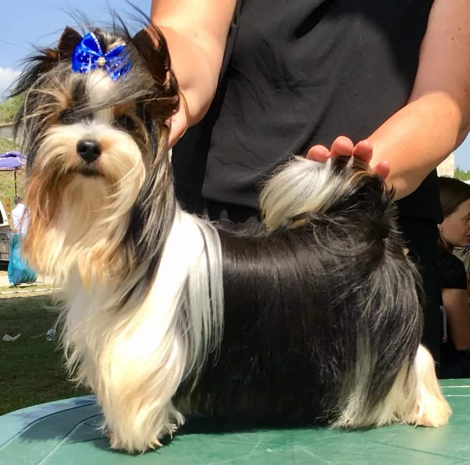 Elixir Of Energi Luxus Lazuri