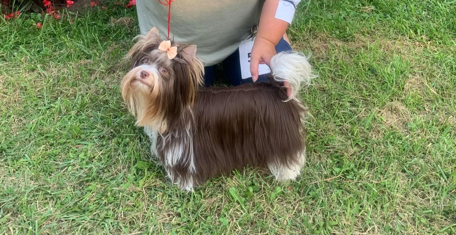 Fatime Little Silver Of York 