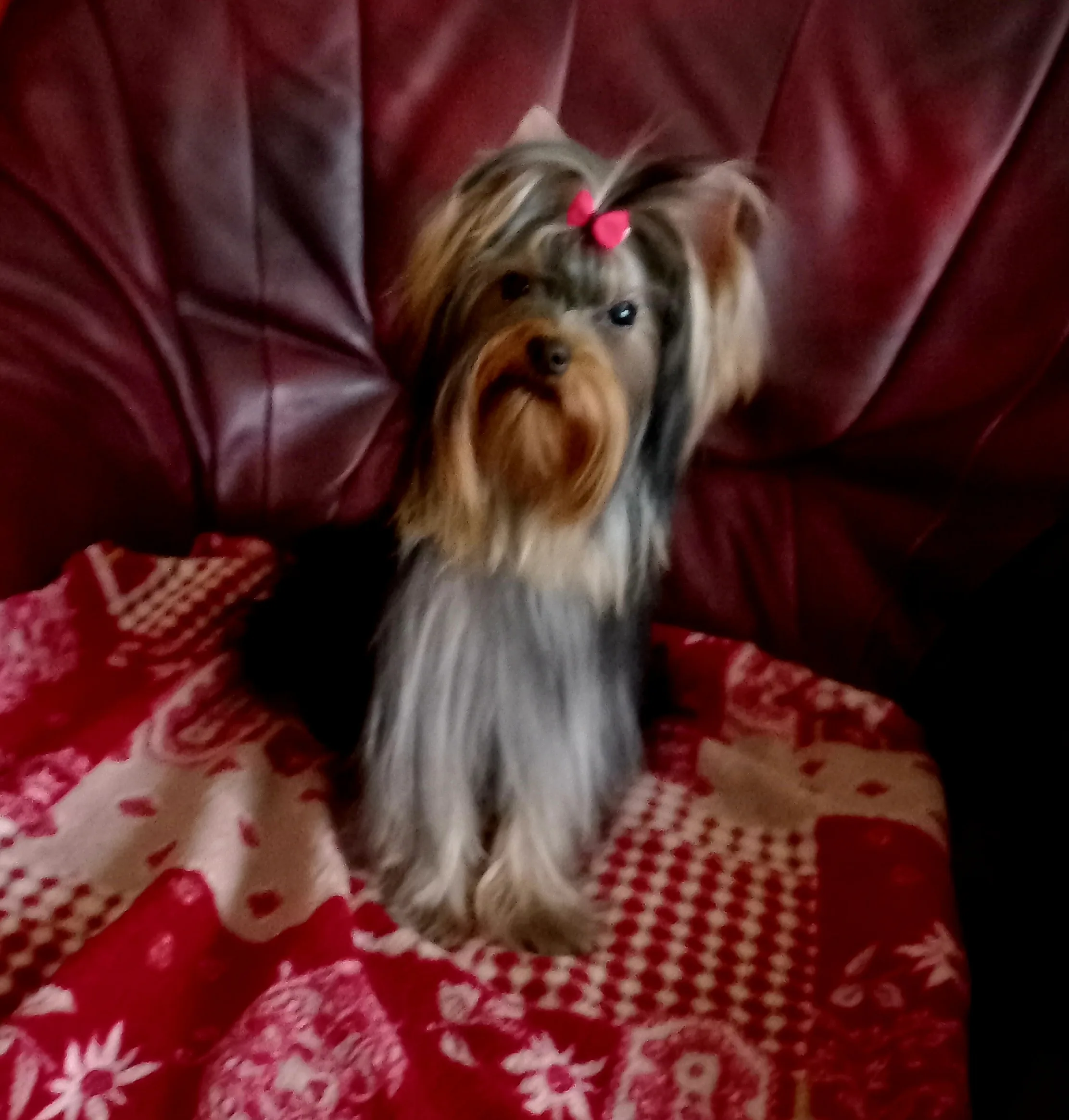 Nessa Brilliant Star Hause