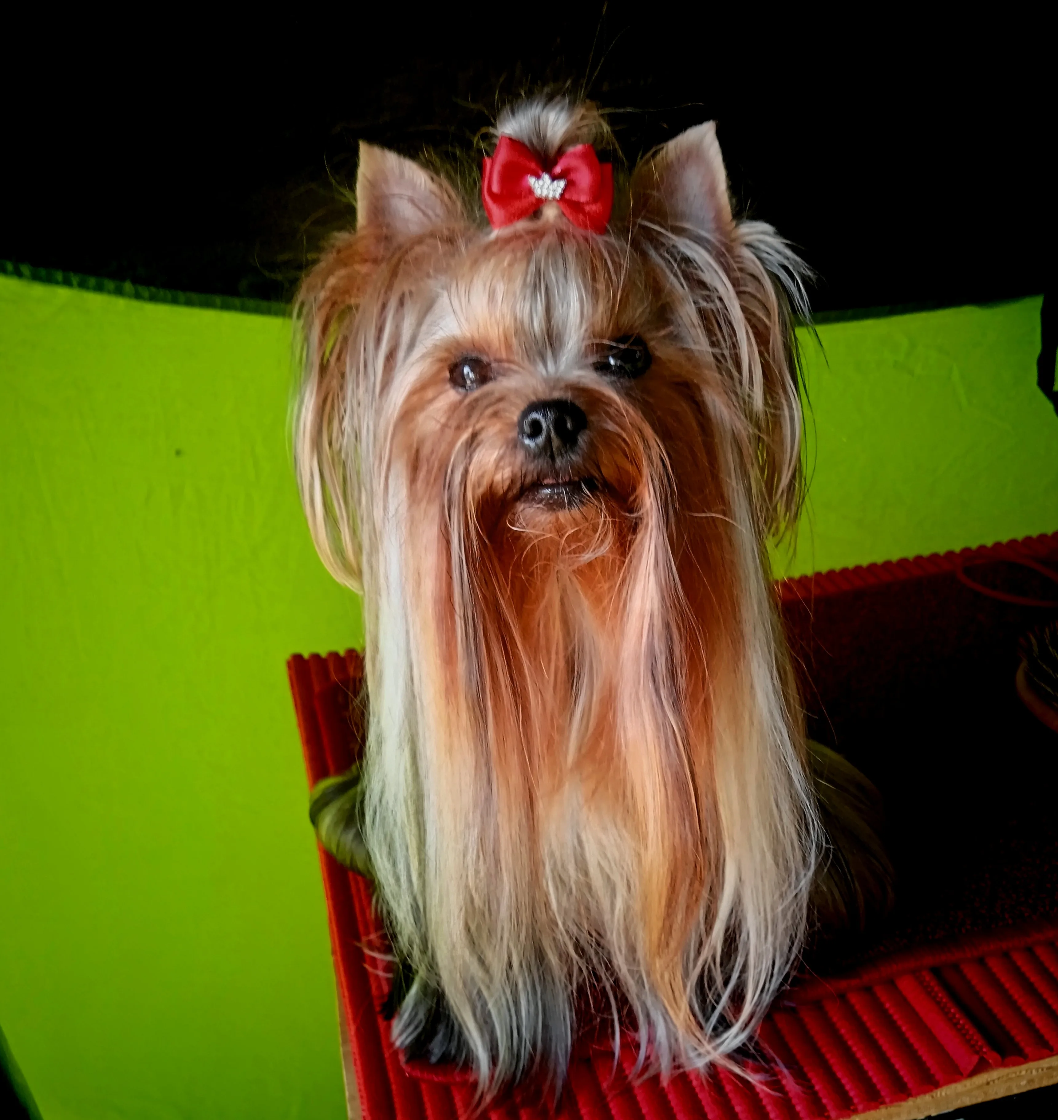 Rubin Little Silver Of York