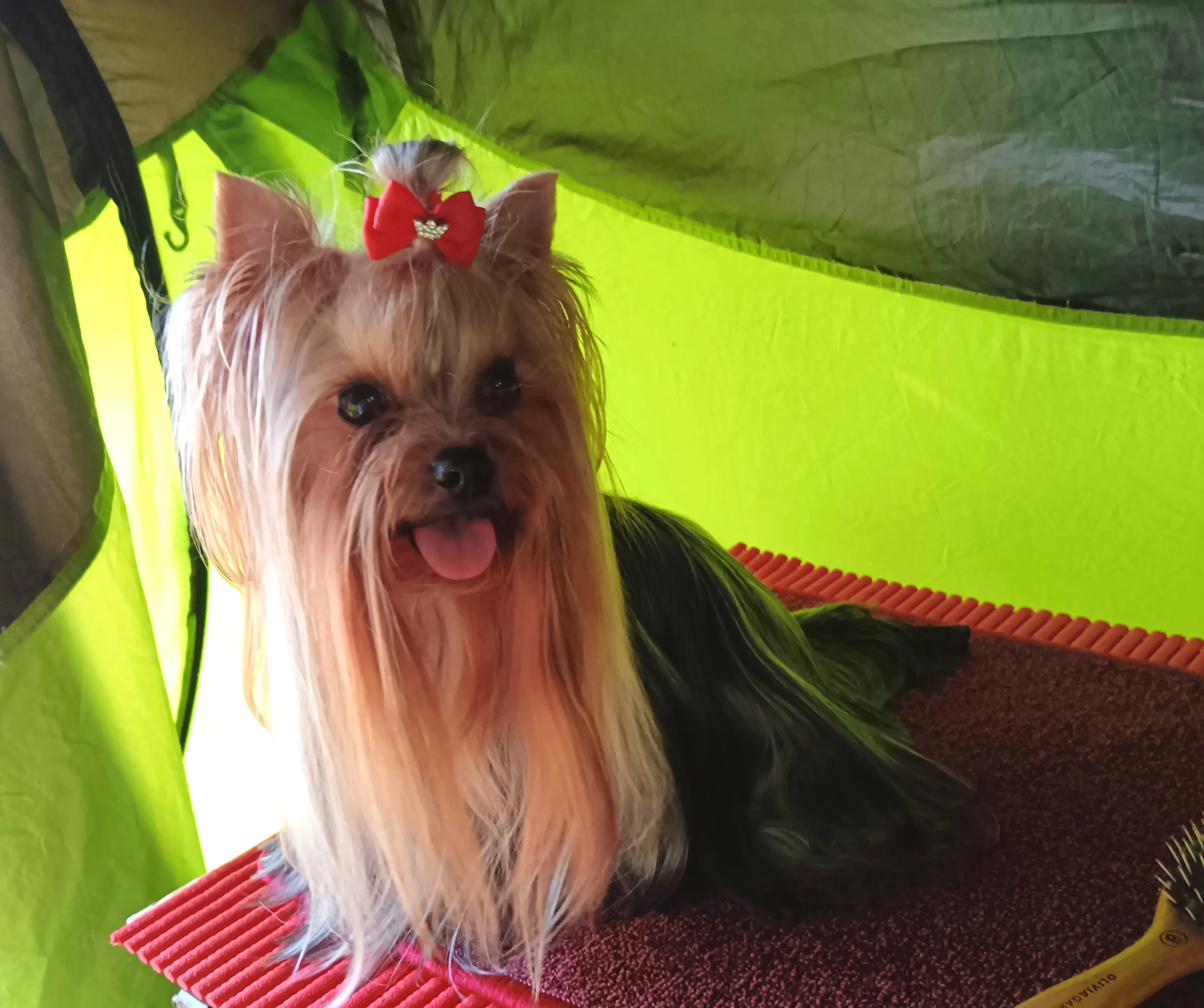 Rubin Little Silver Of York