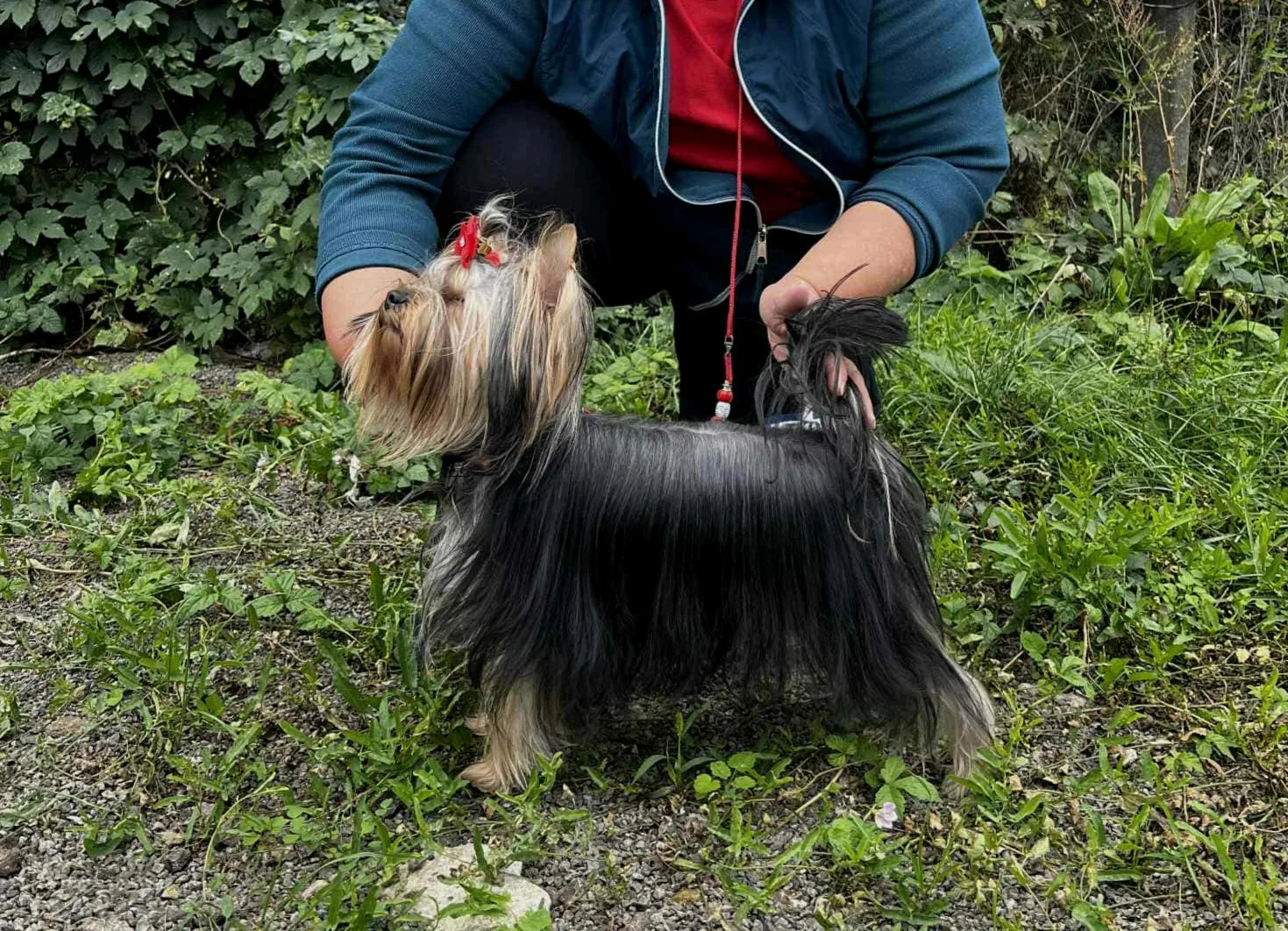 Zetty Little Silver Of York