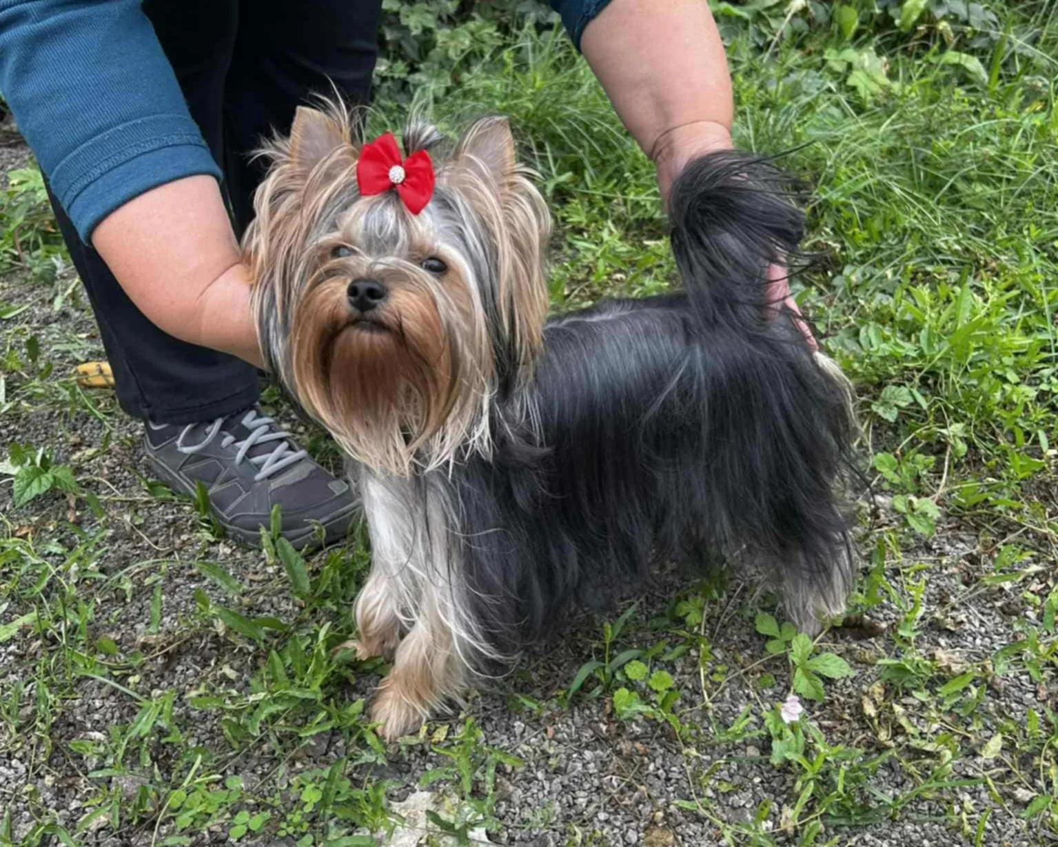 Zetty Little Silver Of York