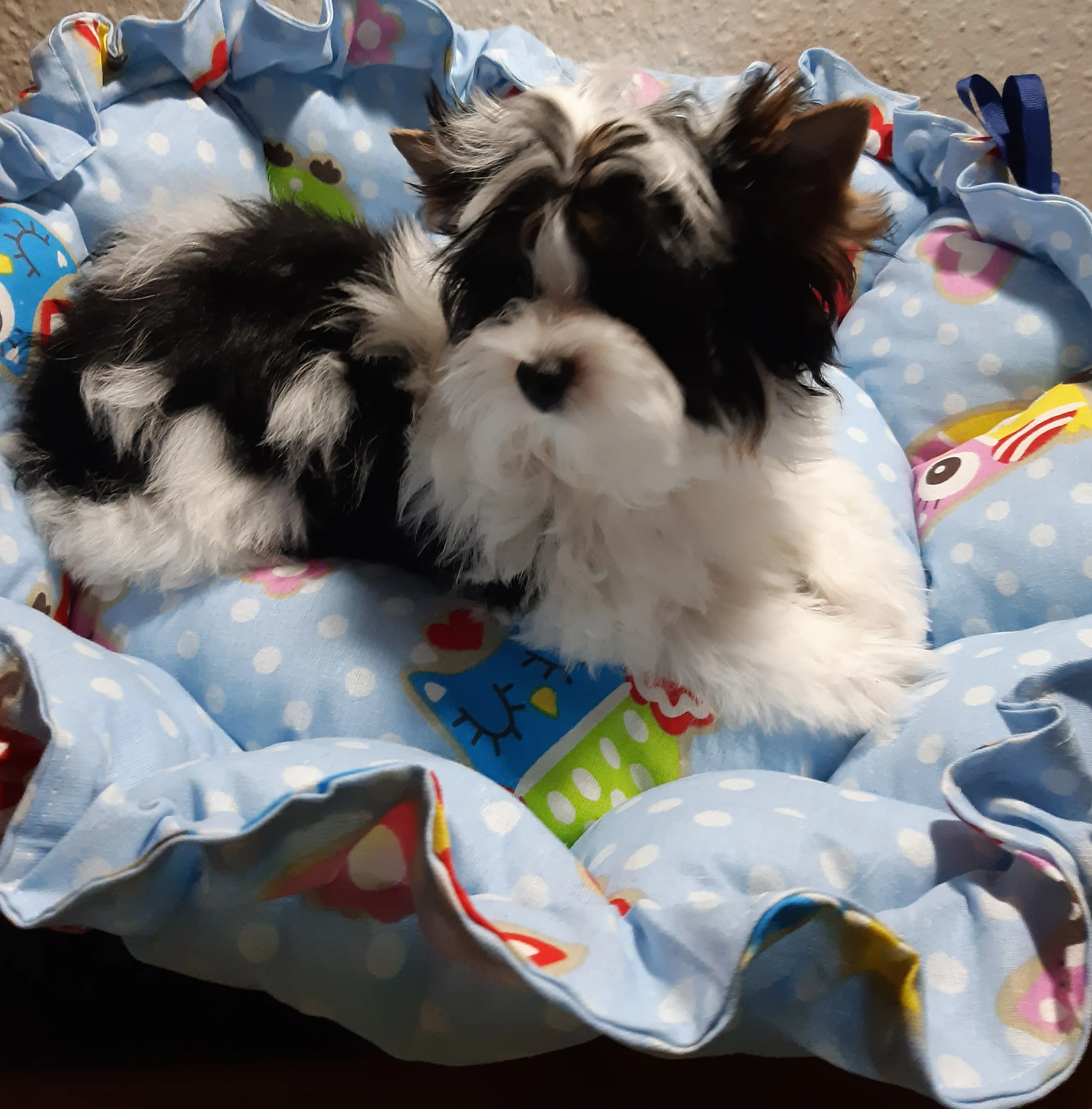 Tenyészetünkből kikerülő kutyák