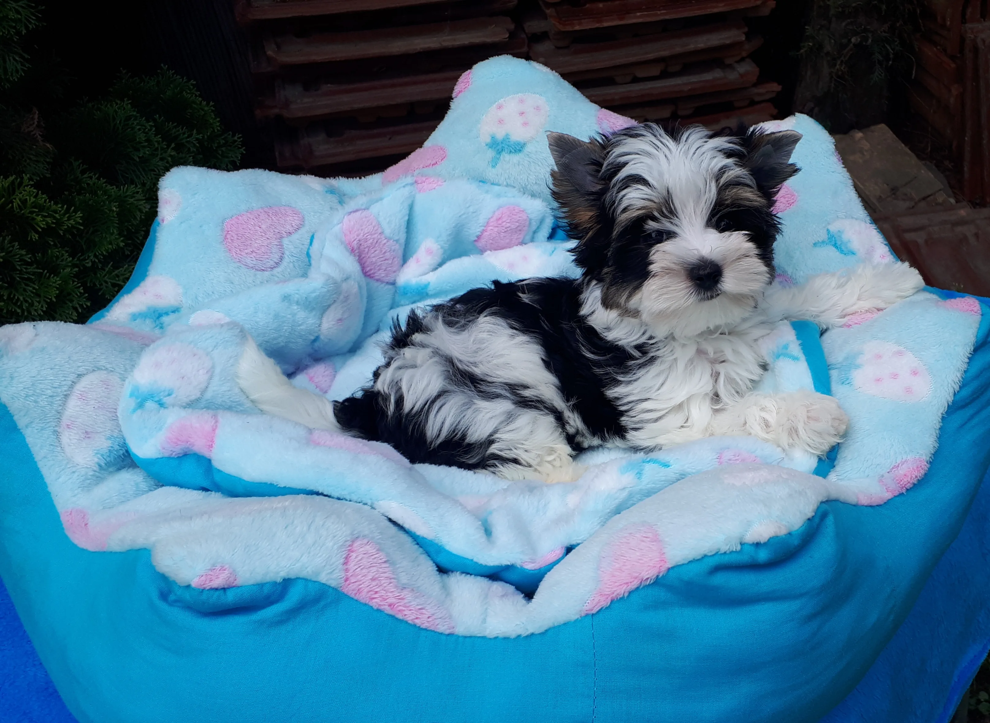 Tenyészetünkből kikerülő kutyák