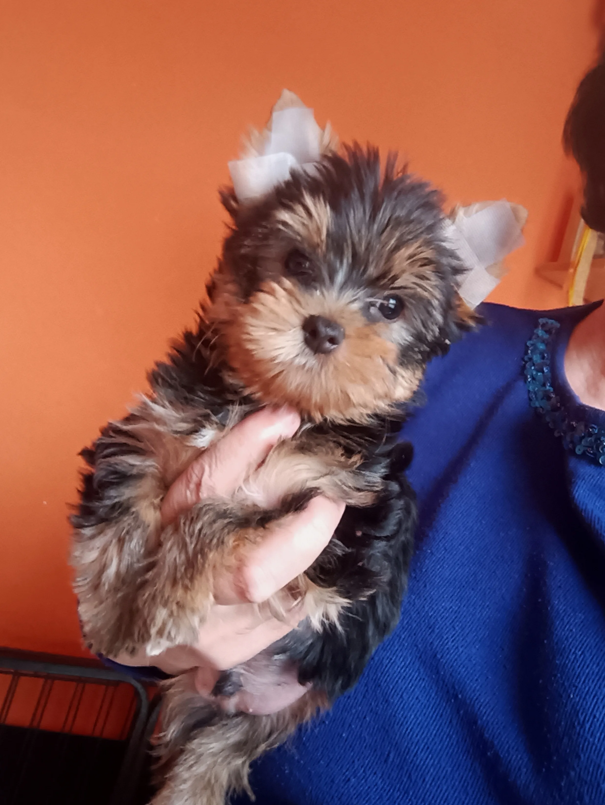 Alomhírek, elérhető kiskutyák