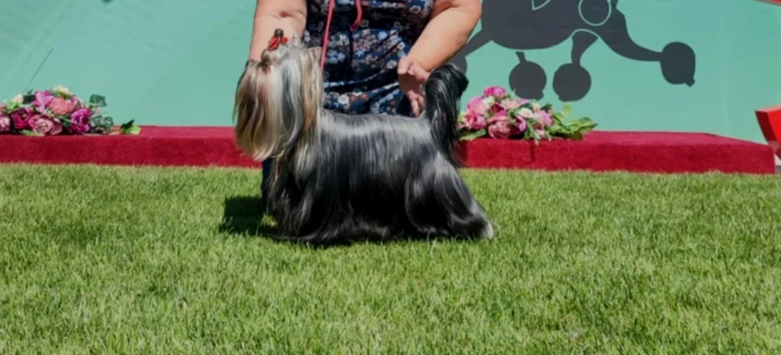 Kiállítási híreink - Marvelous Go-Round